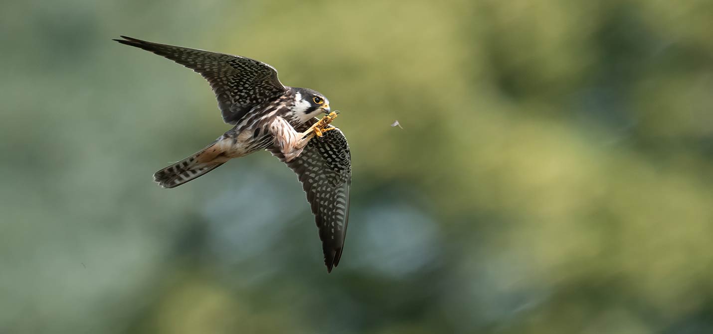 Baumfalke