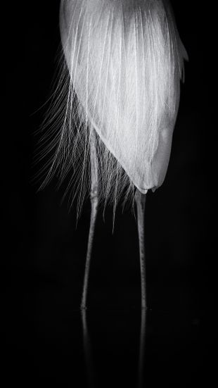 Adrian Schmid | Silberreiher