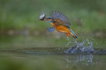 Beat Losenegger | Eisvogel