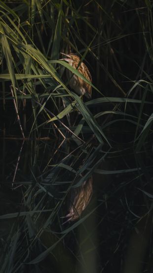 Carola Bachmann Helbling | Zwergdommel