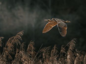 Emilia Margari | Rohrdommel