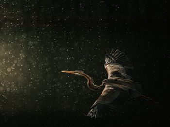 Emilia Margari | Purpurreiher