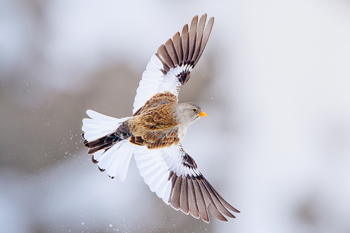 Schneesperling | Fabian Siegenthaler