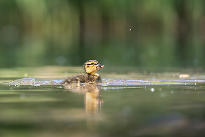 Stockente | Fabio Müller
