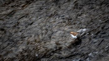 Jonathan Graf | Wasseramsel