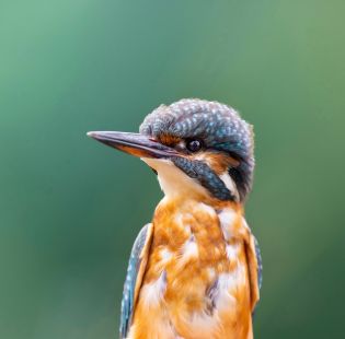 Laura Planzer | Eisvogel