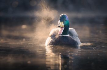 Manuel Bärtschi | Stockente