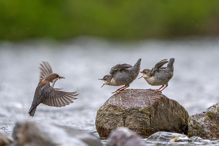 Wasseramsel | Marc Will