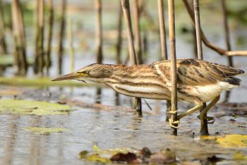 Nick Berchtold | Zwergdommel