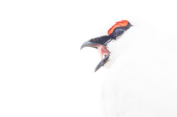 Pascal Halder | Alpenschneehuhn