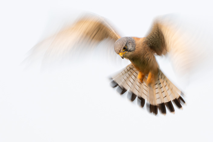 Turmfalke | Philipp Lütscher