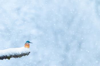 Pirmin Albisser | Eisvogel