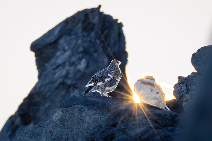 Alpenschneehuhn | Quirin Meier