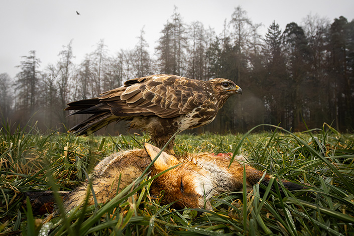 Mäusebussard | Quirin Meier