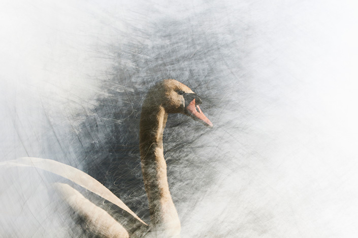 Höckerschwan | Simone Wirth