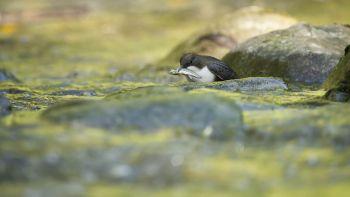 Walter Frei | Wasseramsel